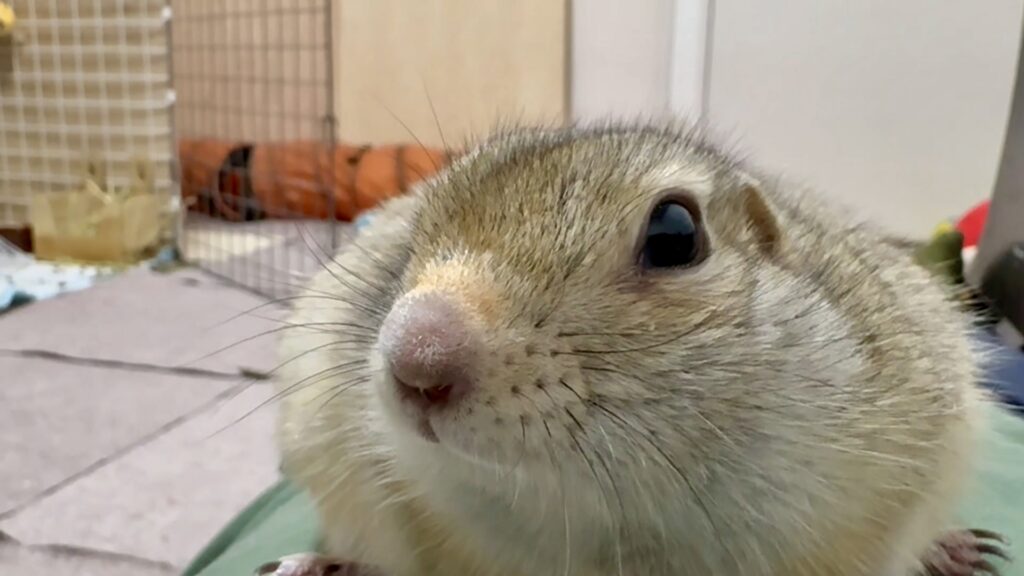 カメラに興味津々な表情を見せるリチャードソンジリス。丸い瞳とふっくらしたほっぺが愛らしく、思わず見入ってしまう1枚です。