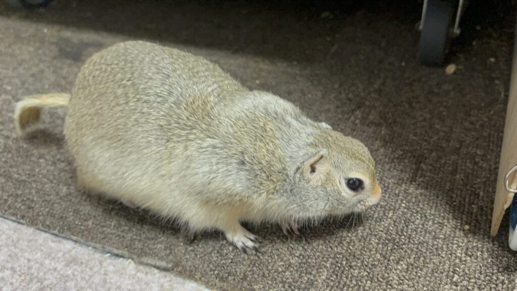 床の上をクンクンしながら何かを探しているリチャードソンジリスのライ