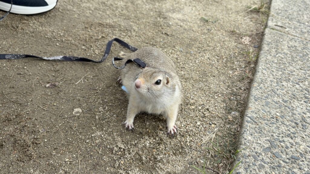 外で周囲の様子を警戒しながら見回しているリチャードソンジリスのライ