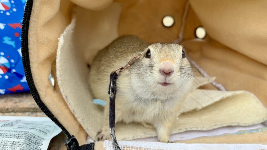 キャリーの中で顔を出すリチャードソンジリスのライくん