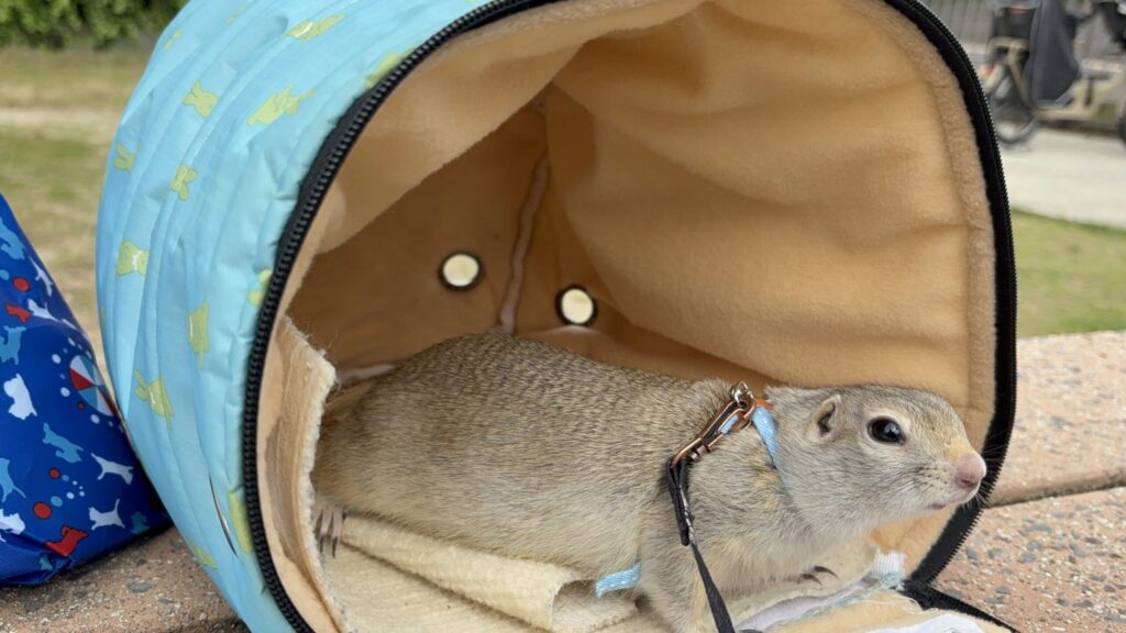 キャリーバッグの中から外の様子をうかがうリチャードソンジリスのライ