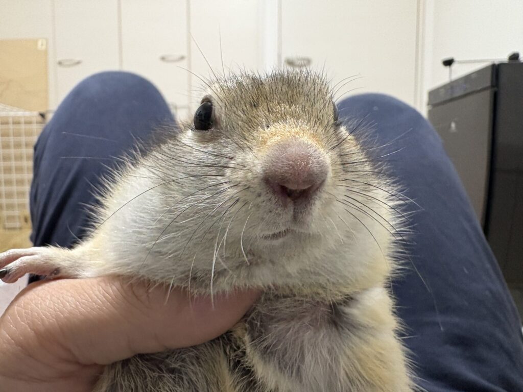 飼い主の手の上で落ち着いた表情を見せるリチャードソンジリス。普段は活発な子でも、安心できる環境ではこんな穏やかな一面を見せてくれます。