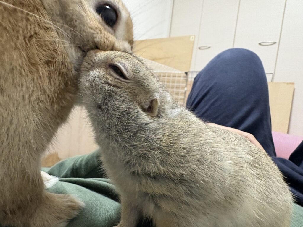 仲良く寄り添うミニうさぎのこはくとネザーランドドワーフのひすい。穏やかな表情が印象的な癒しの一枚です。