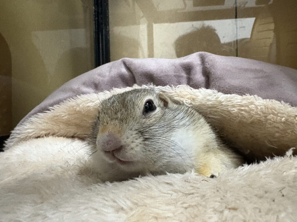 お気に入りの布の上でのんびりとくつろぐリチャードソンジリス。安心できる場所では、こんな穏やかな表情を見せてくれます。日中のリラックスタイムのひとコマです。