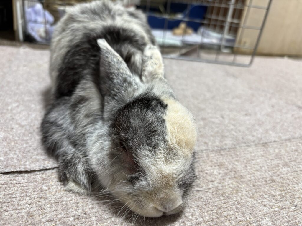 うさぎが鼻を動かしたり鼻水を出しているときは、風邪やスナッフルズ(上部気道感染症)の可能性があります。日々の観察で早めに異変を見つけましょう。