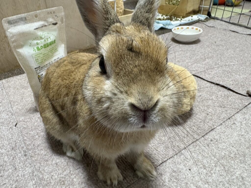 うさぎが鼻を動かしたりくしゃみをしているときは、スナッフルズ(上部気道感染症)の可能性があります。いつもと違う様子を感じたら早めに受診を。