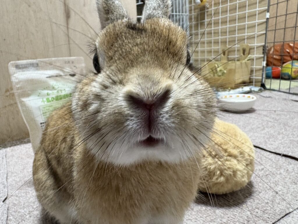 ウサギの正面のドアップ顔