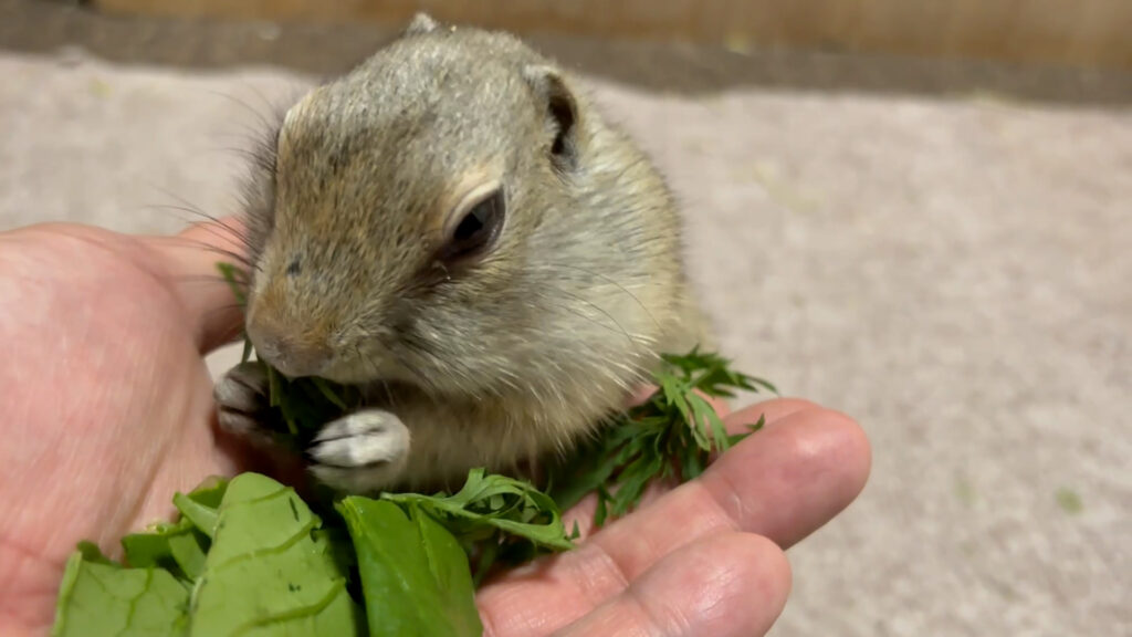 小松菜を美味しそうに食べているリチャードソンジリスのライくんです。