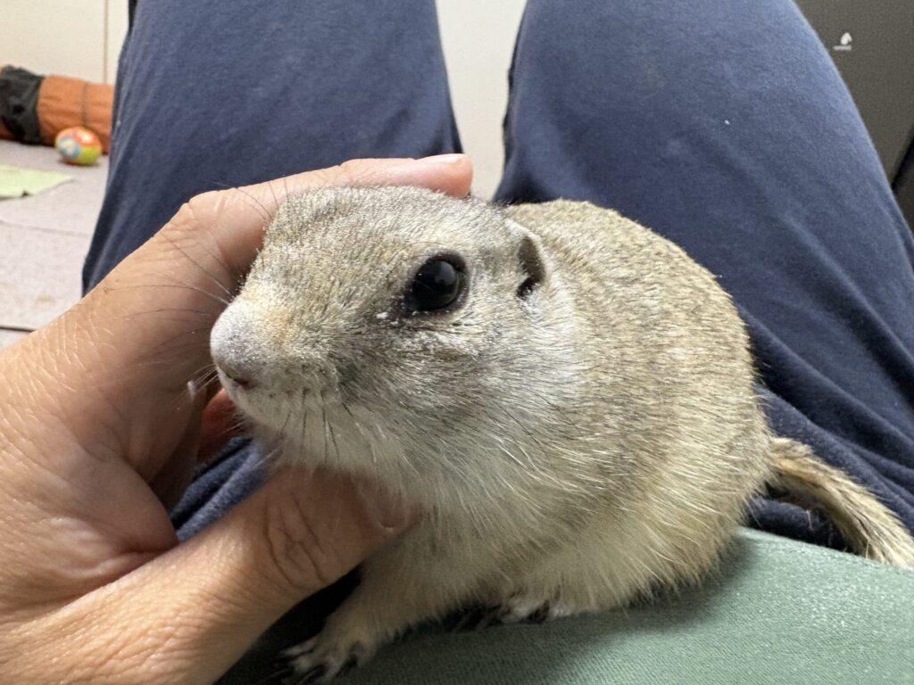 発情期のリチャードソンジリス・ライの落ち着かない様子を撮影した写真です