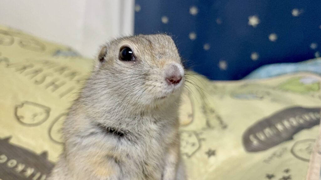 横向きで立つリチャードソンジリスのライを撮影した写真です