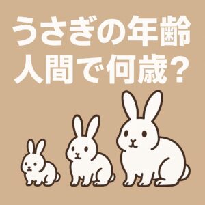 うさぎの年齢換算をわかりやすく解説