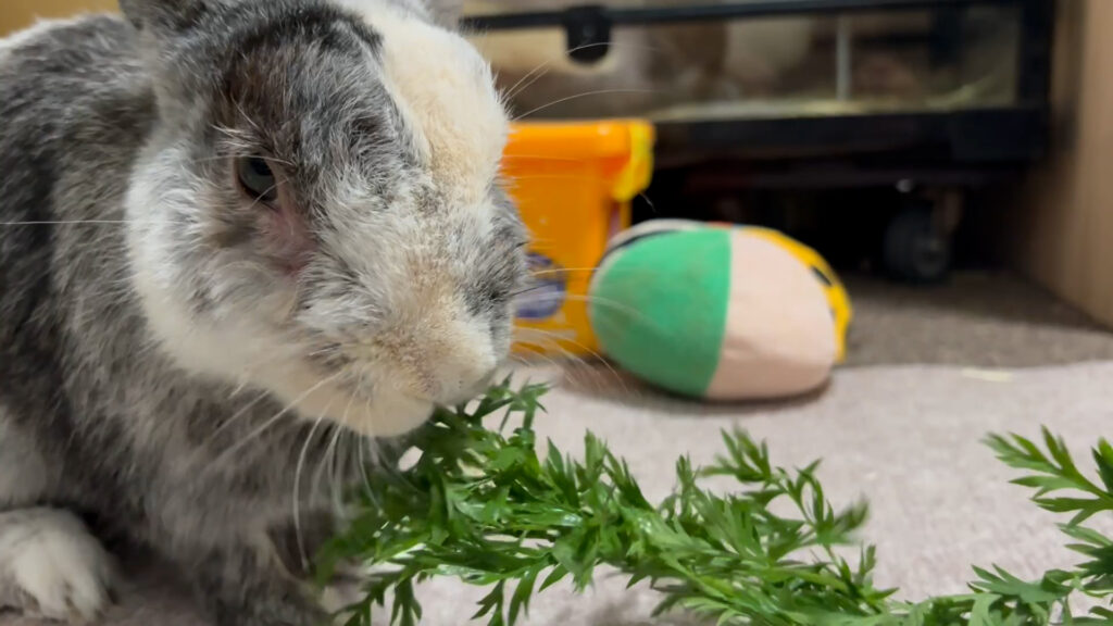 我が家のうさぎのこはくがにんじん菜を食べている様子