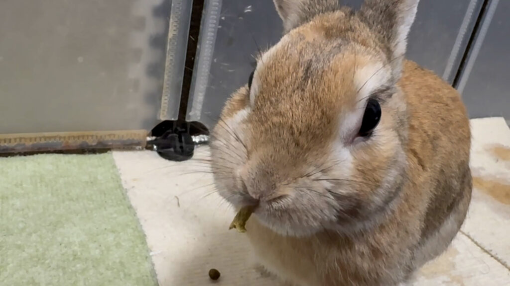 うさぎがおやつを食べている様子