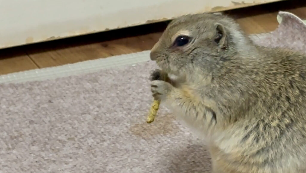 リチャードソンジリスがペレットを食べている様子