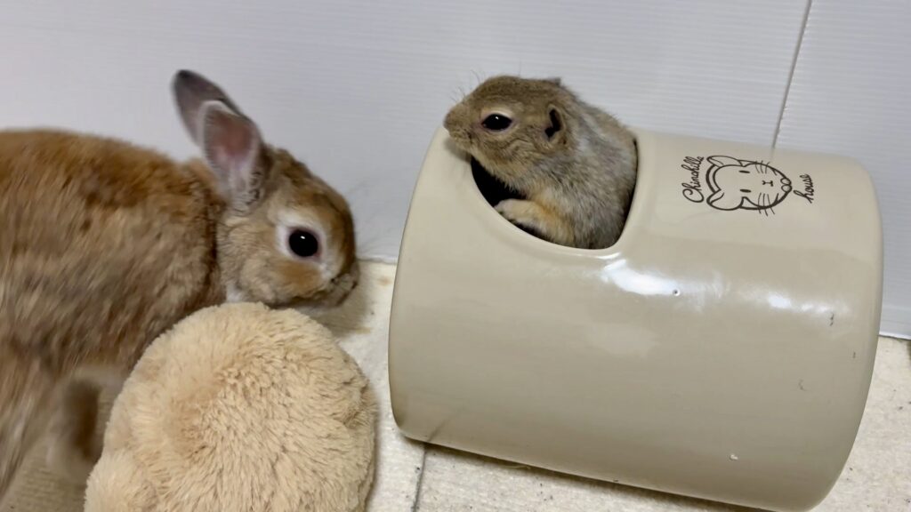 うさぎとリチャードソンジリスが向かい合っている様子