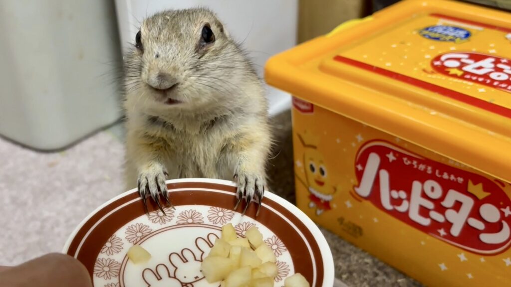 お皿いっぱいにおやつをもらったリチャードソンジリス