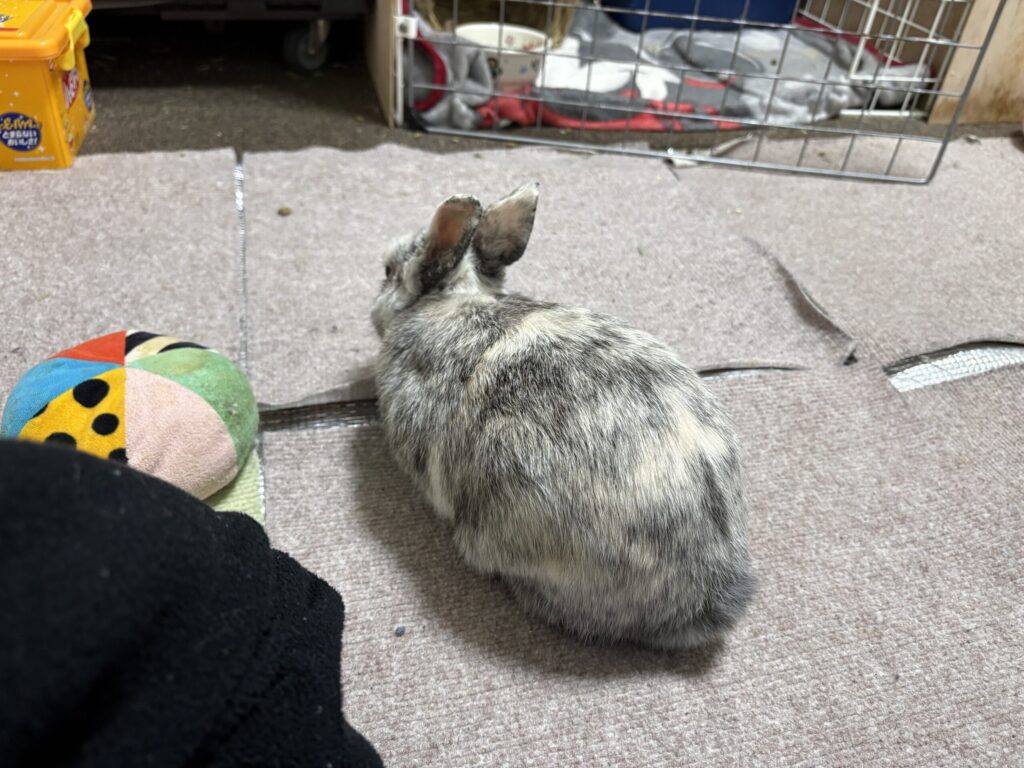 うさぎがお尻をこちらに向けている様子