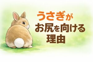 うさぎがお尻を向けて座る行動には、警戒とはまったく違う意味があります。 嫌われているように見えても、実は安心しているサインであることがほとんどです。