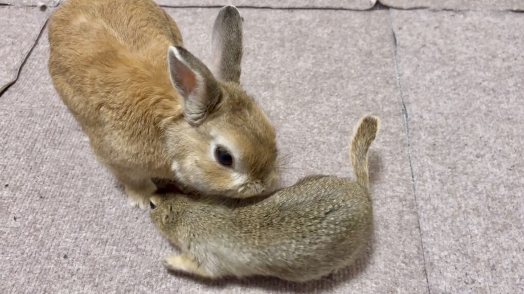 うさぎとリチャードソンジリスが向き合っている様子