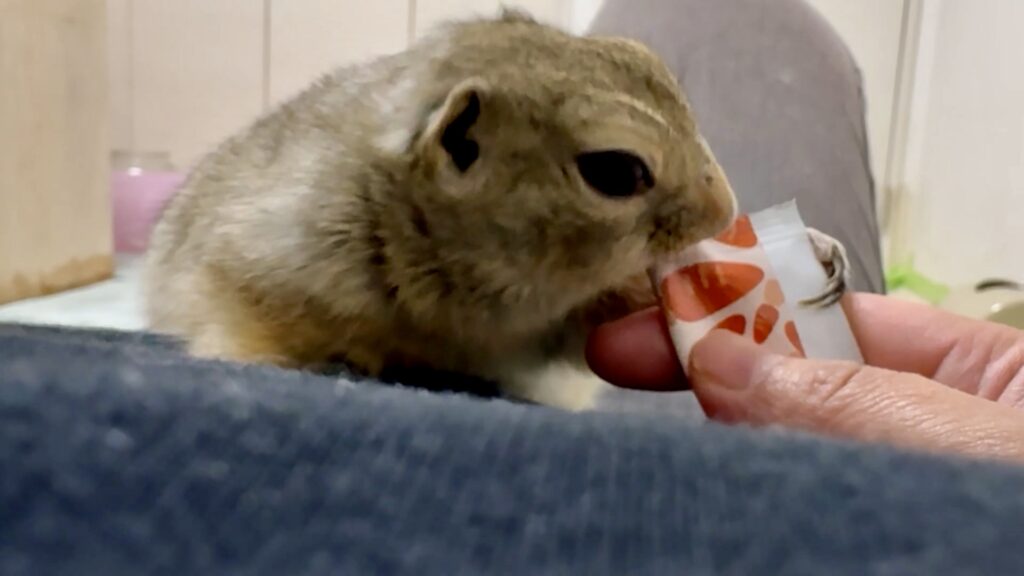チュールを食べるリチャードソンジリス