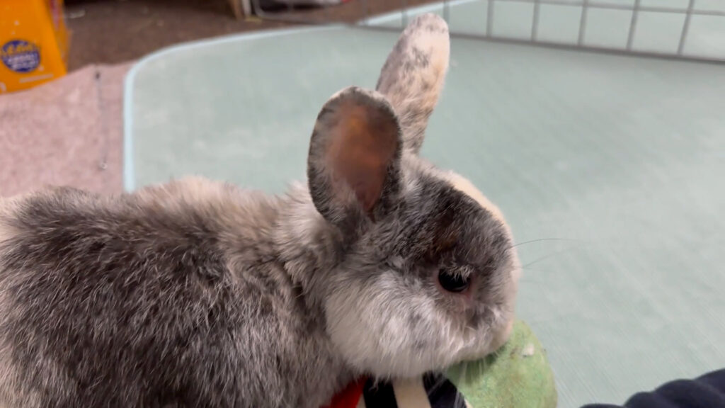 うさぎがボールを持ってきて止まってる様子