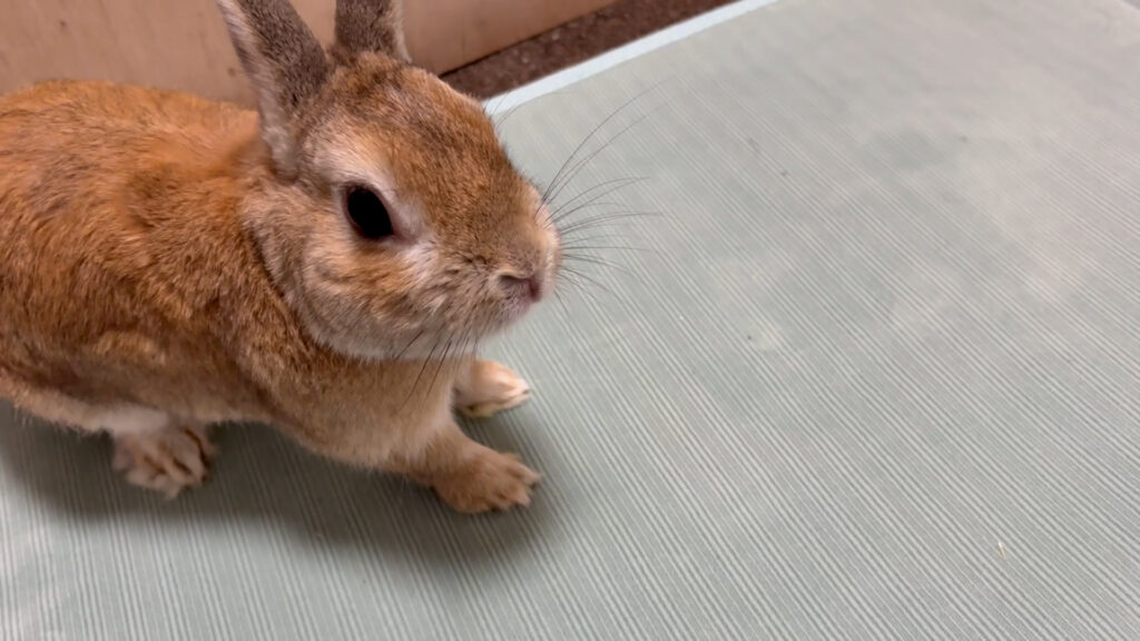 うさぎが止まって走り出そうとしている瞬間