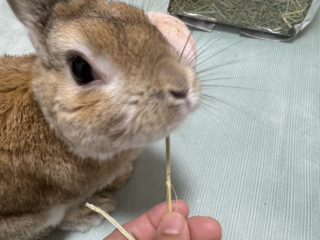 うさぎがチモシーを顎をあてて拒否をしている様子